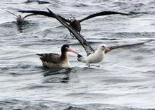 短尾信天翁6-與其他信天翁集群