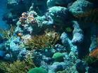 珊瑚礁[珊瑚目的動物形成的海洋生態]