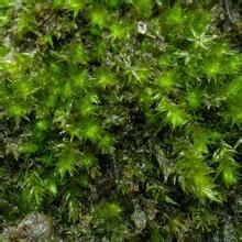 越南長蒴蘚 越南長蒴蘚