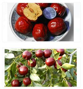 新疆哈密大棗 新疆哈密大棗