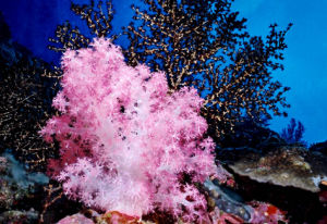 銀河珊瑚