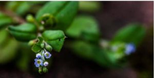 森林附地菜 森林附地菜