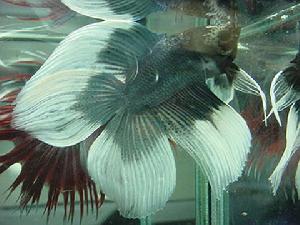 鬥魚圖片-世界名魚