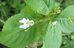 短距鳳仙花 短距鳳仙花
