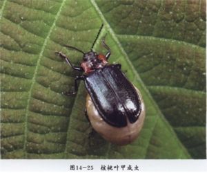 核桃葉甲 核桃葉甲