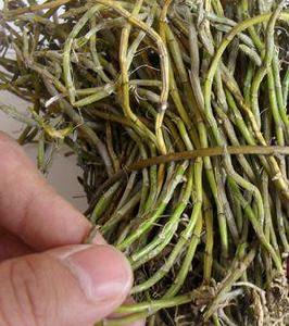 小黃草石斛 小黃草石斛