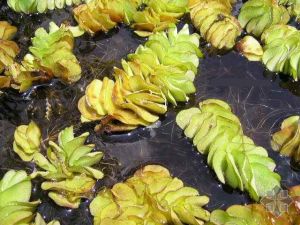 槐葉苹屬 槐葉苹屬