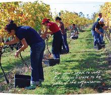 使命酒莊葡萄園區