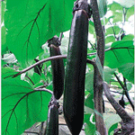 亞洲黑長茄2號 亞洲黑長茄2號