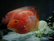 鸚鵡魚[由南美慈鯛雜交而來的觀賞魚]