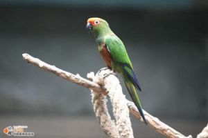 紅頂錐尾鸚鵡秘魯亞種 紅頂錐尾鸚鵡秘魯亞種