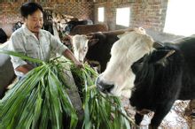 牧草在養殖行業中的利用