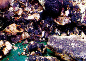 海底熱水礦床 海底熱水礦床