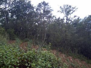 中家寨自然村生態林