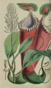 斯賓塞·聖約翰1862年出版的著作《遠東森林生活》中愛德華豬籠草上位籠插圖
