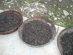 大嶺崗自然村[雲南保山昌寧縣漭水鎮老廠村委大嶺崗自然村]