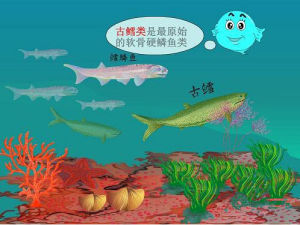 古鱈類 古鱈類