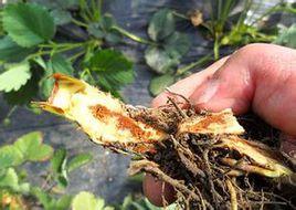 草莓根腐病 草莓根腐病