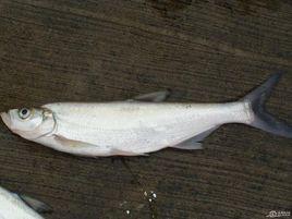 宜良白魚 宜良白魚