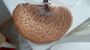 寬鱗大孔菌 寬鱗大孔菌