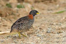 沃氏三趾鶉 沃氏三趾鶉