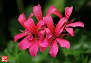 牻牛兒苗科 牻牛兒苗科