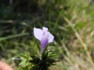 長匍通泉草 長匍通泉草