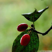 山株（山茱萸）