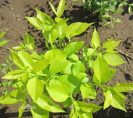 金葉桃葉衛矛 金葉桃葉衛矛