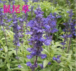 翅柄鼠尾草 翅柄鼠尾草