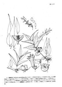 女貞葉忍冬(原亞種) 女貞葉忍冬(原亞種)