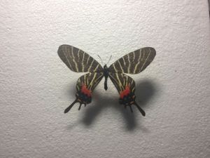 麗斑尾鳳蝶 麗斑尾鳳蝶