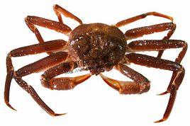 日本板蟹 日本板蟹