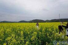 鳳凰大自然蔬菜基地的油菜花