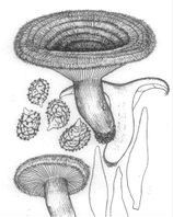 毛頭乳菇 毛頭乳菇