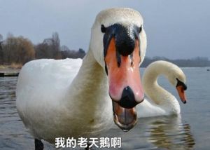 我的老天鵝 我的老天鵝