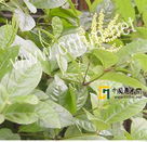 多穗金粟蘭 多穗金粟蘭