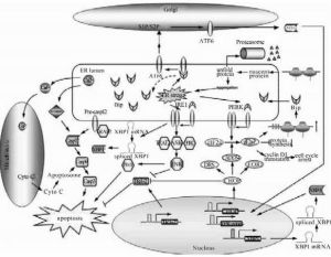 內質網應激 內質網應激