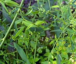 百花山柴胡 百花山柴胡