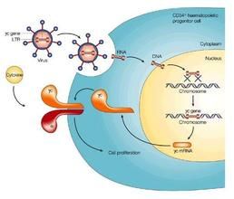 基因領域效應 基因領域效應
