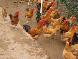 梁平紅羽土雞 梁平紅羽土雞