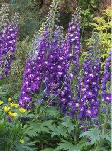 高翠雀花 高翠雀花