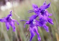 粗距毛翠雀花 粗距毛翠雀花