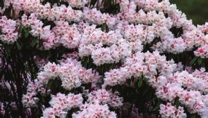 金佛山美容杜鵑(變種) 金佛山美容杜鵑(變種)