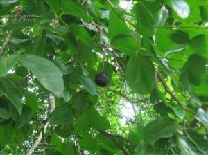 馬錢子提取物 馬錢子提取物