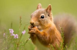 松鼠[齧齒目松鼠科動物]