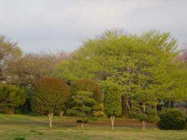 八千代市 八千代市