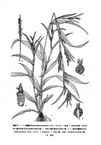 穿孔球穗草 穿孔球穗草