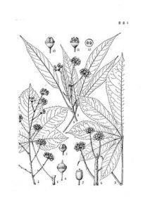 山豬殃殃（原變種）