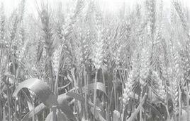 小麥雨後青乾 小麥雨後青乾